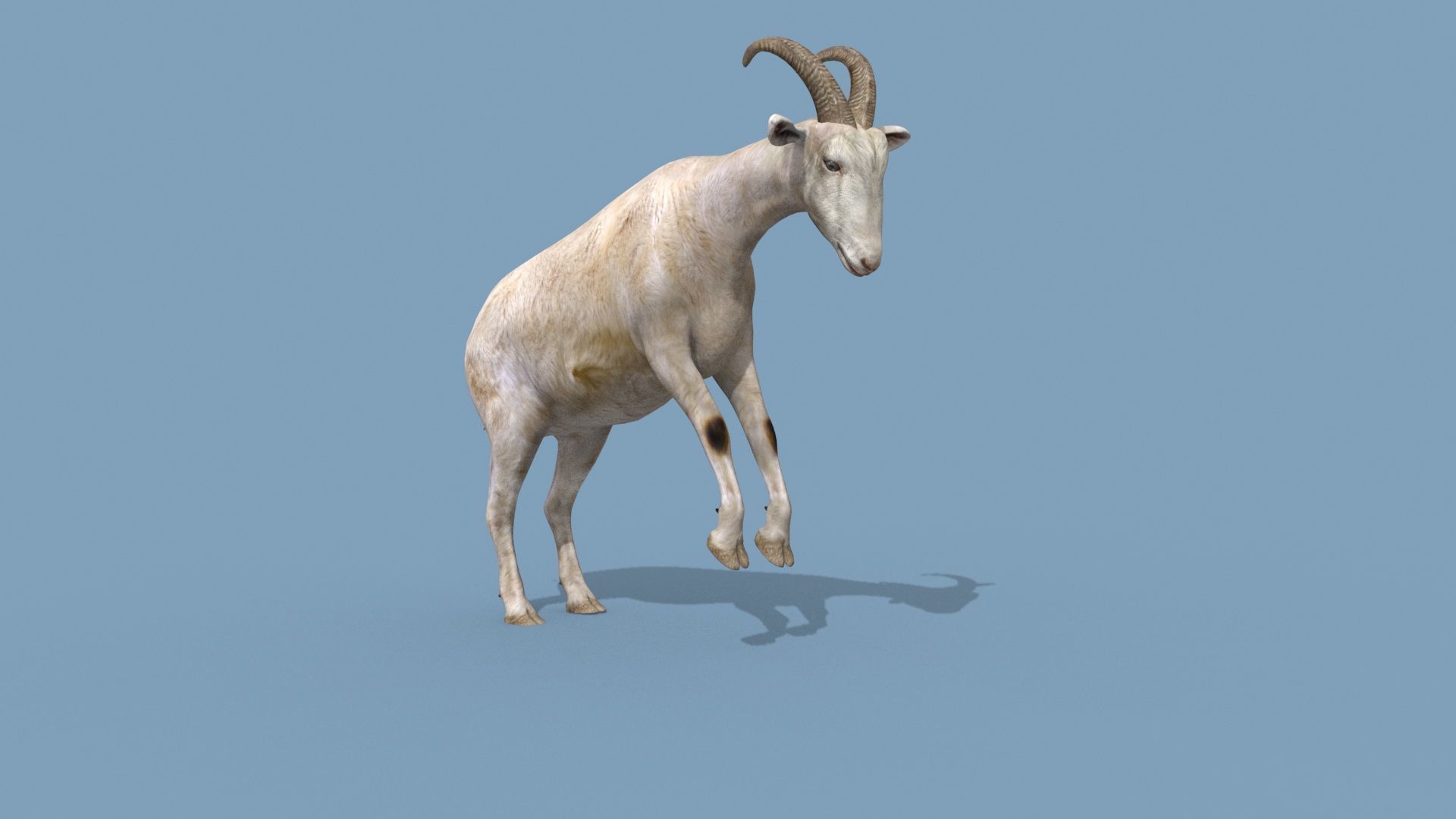 Top Goat 8K - 3d animated 3D model_30