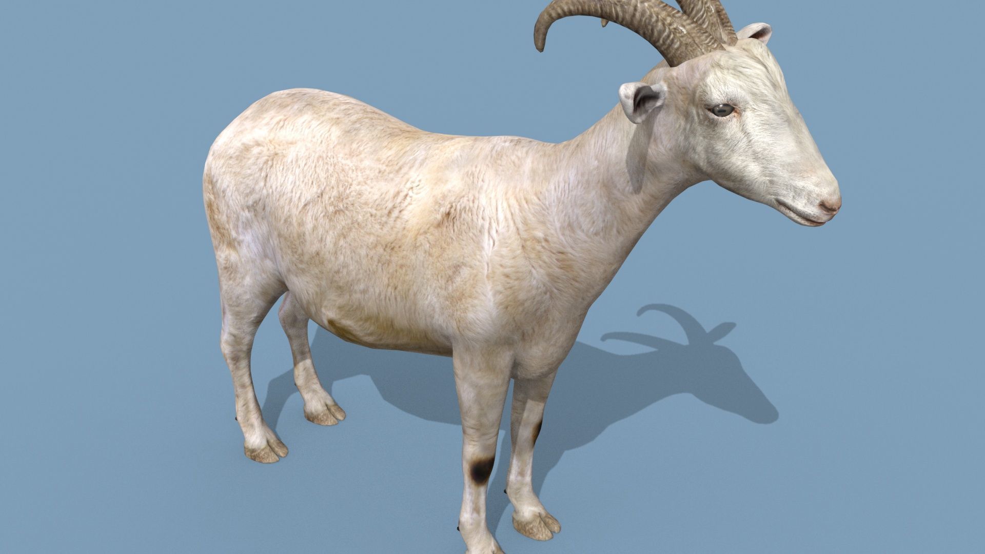 Top Goat 8K - 3d animated 3D model_16