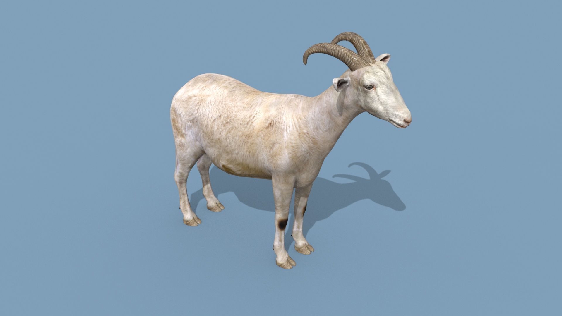 Top Goat 8K - 3d animated 3D model_15
