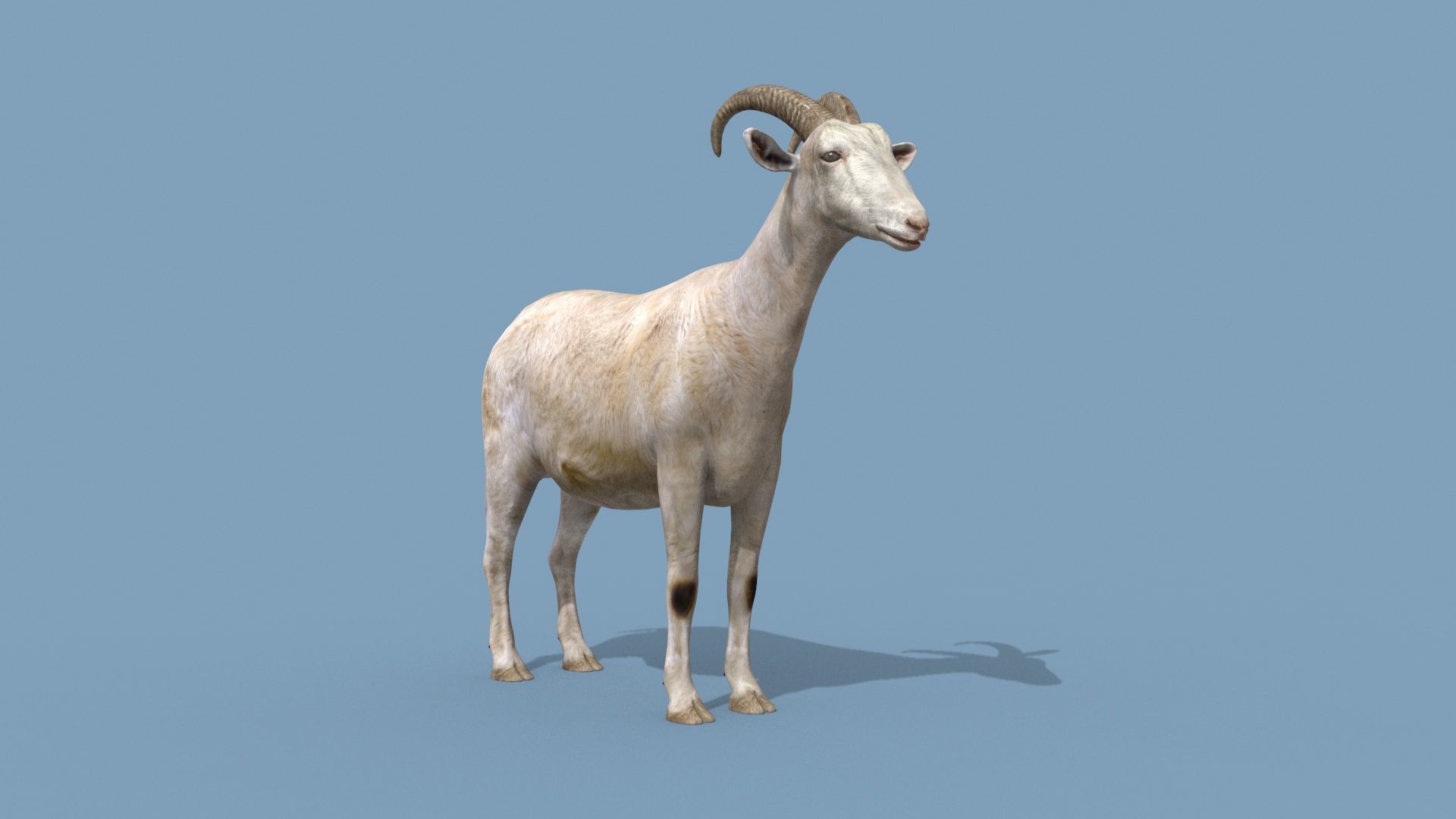 Top Goat 8K - 3d animated 3D model_7