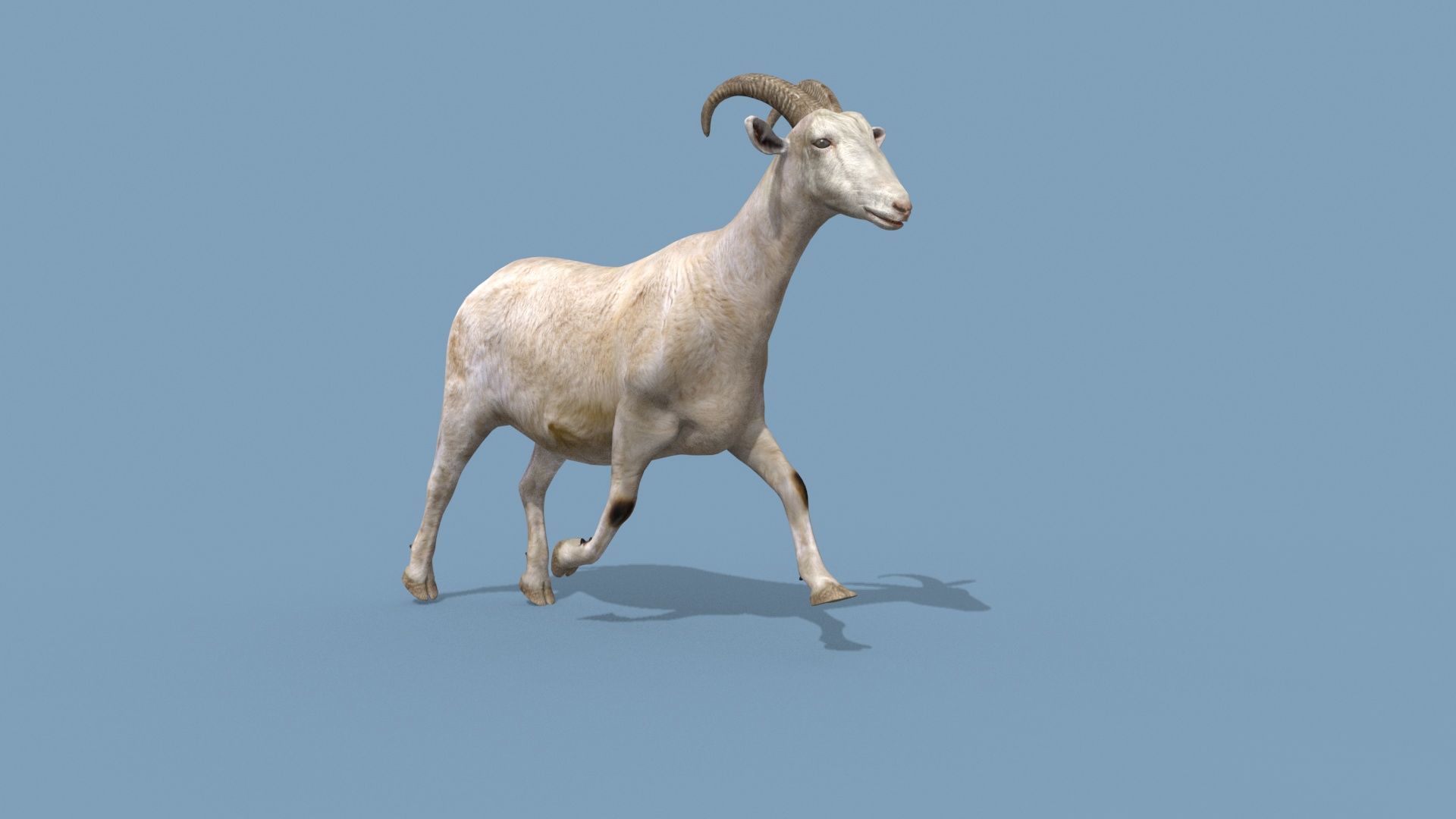 Top Goat 8K - 3d animated 3D model_29