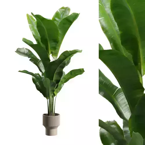 Potted Strelitzia Reginae 3D model
