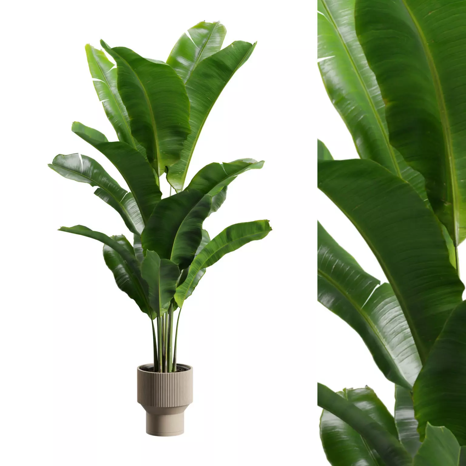 Potted Strelitzia Reginae 3D model