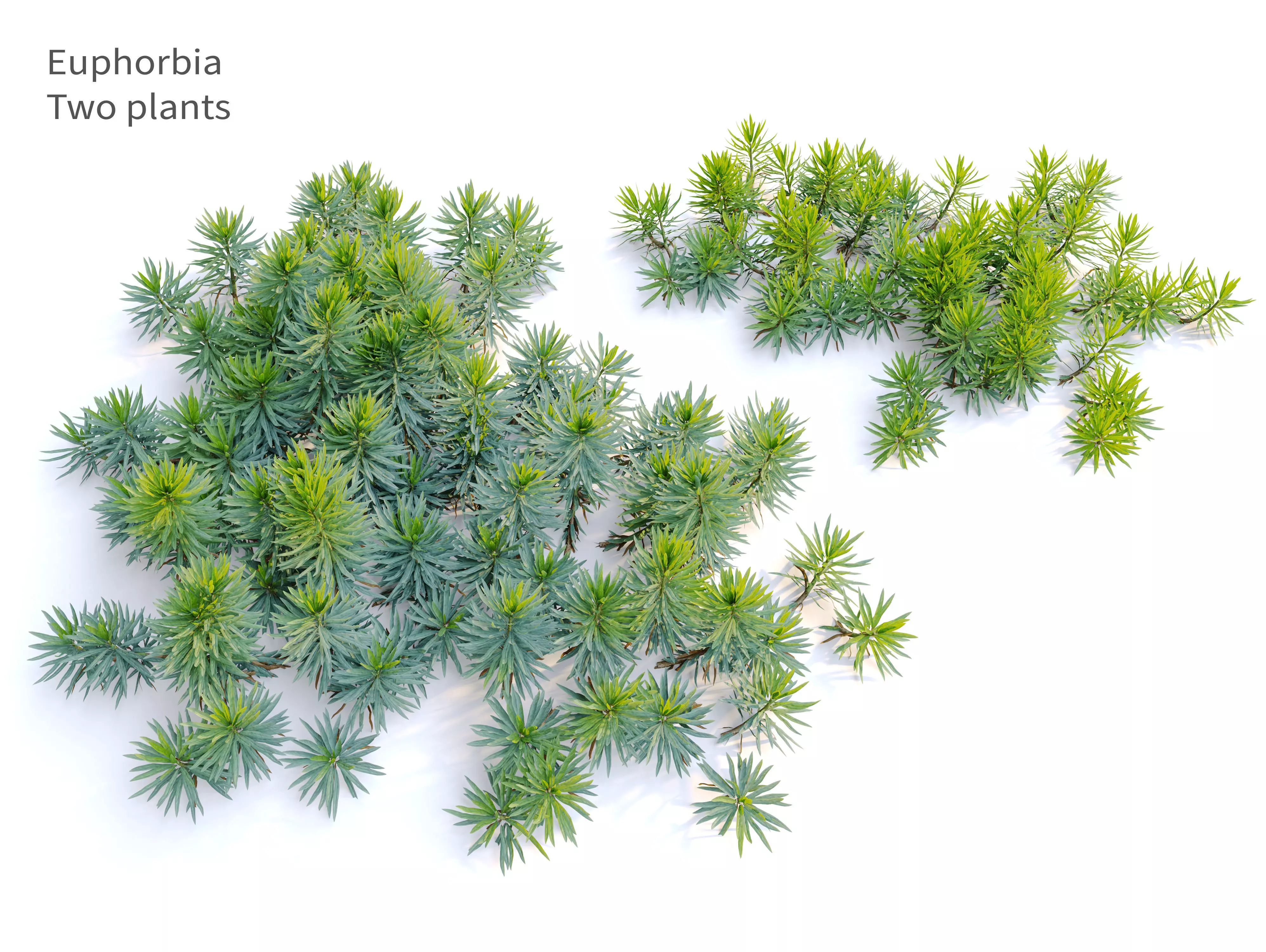 Euphorbia 03 3D model