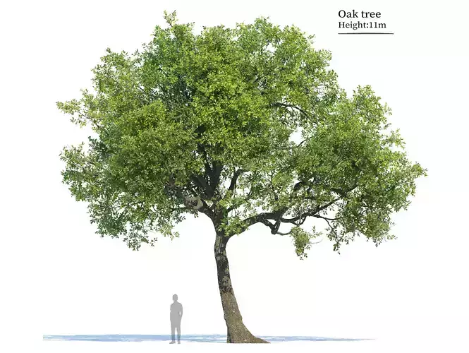 Oak tree 06