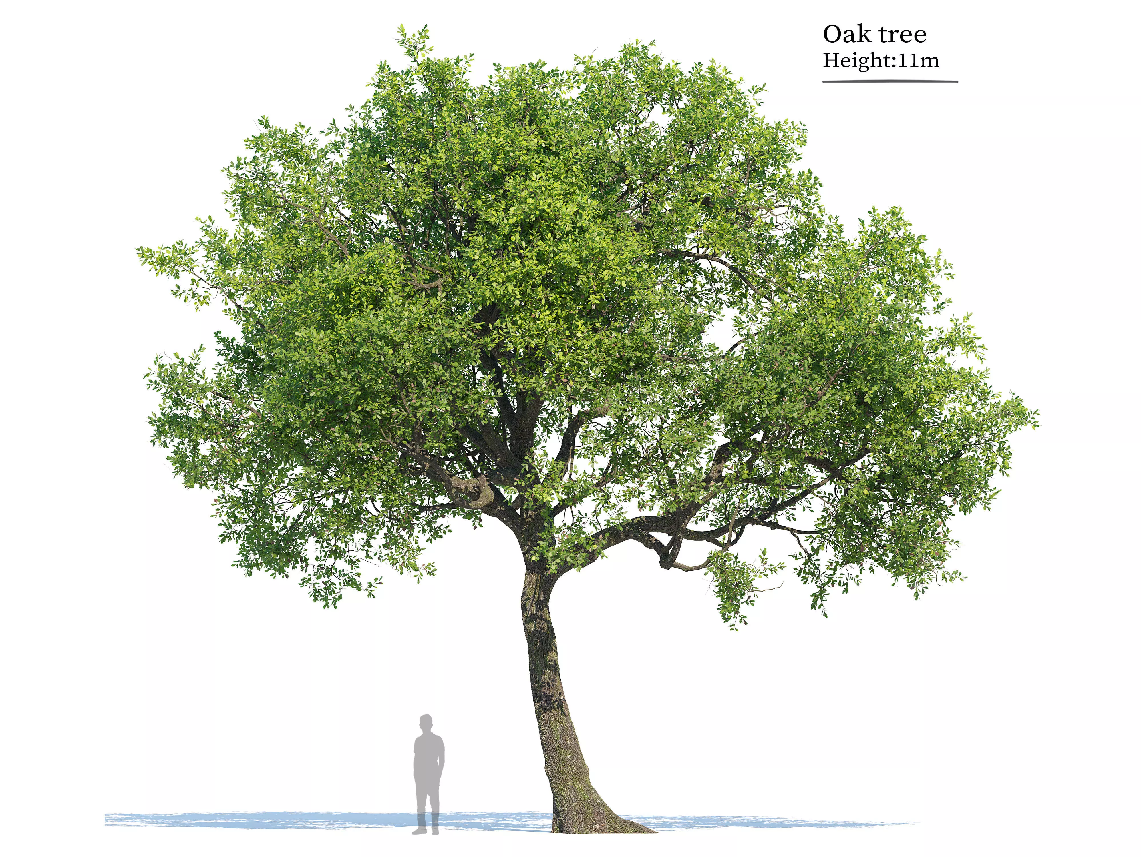 Oak tree 06 3D model
