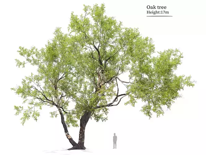 Oak tree 07