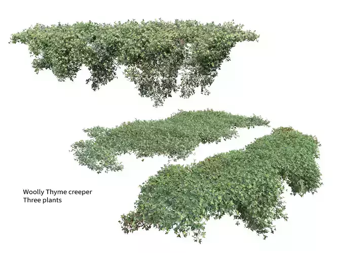 Woolly thyme creeper 3D model