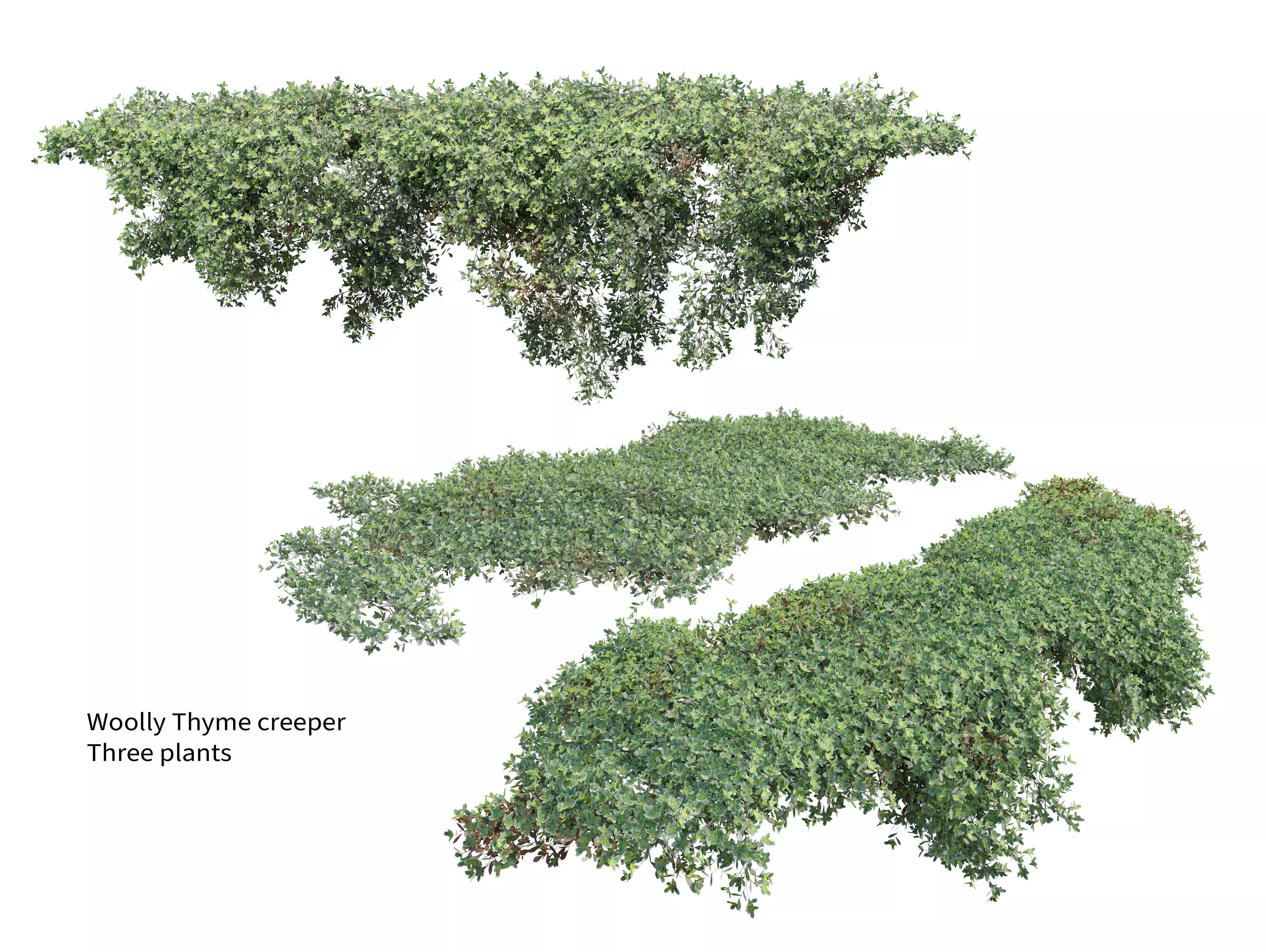 Woolly thyme creeper 3D model