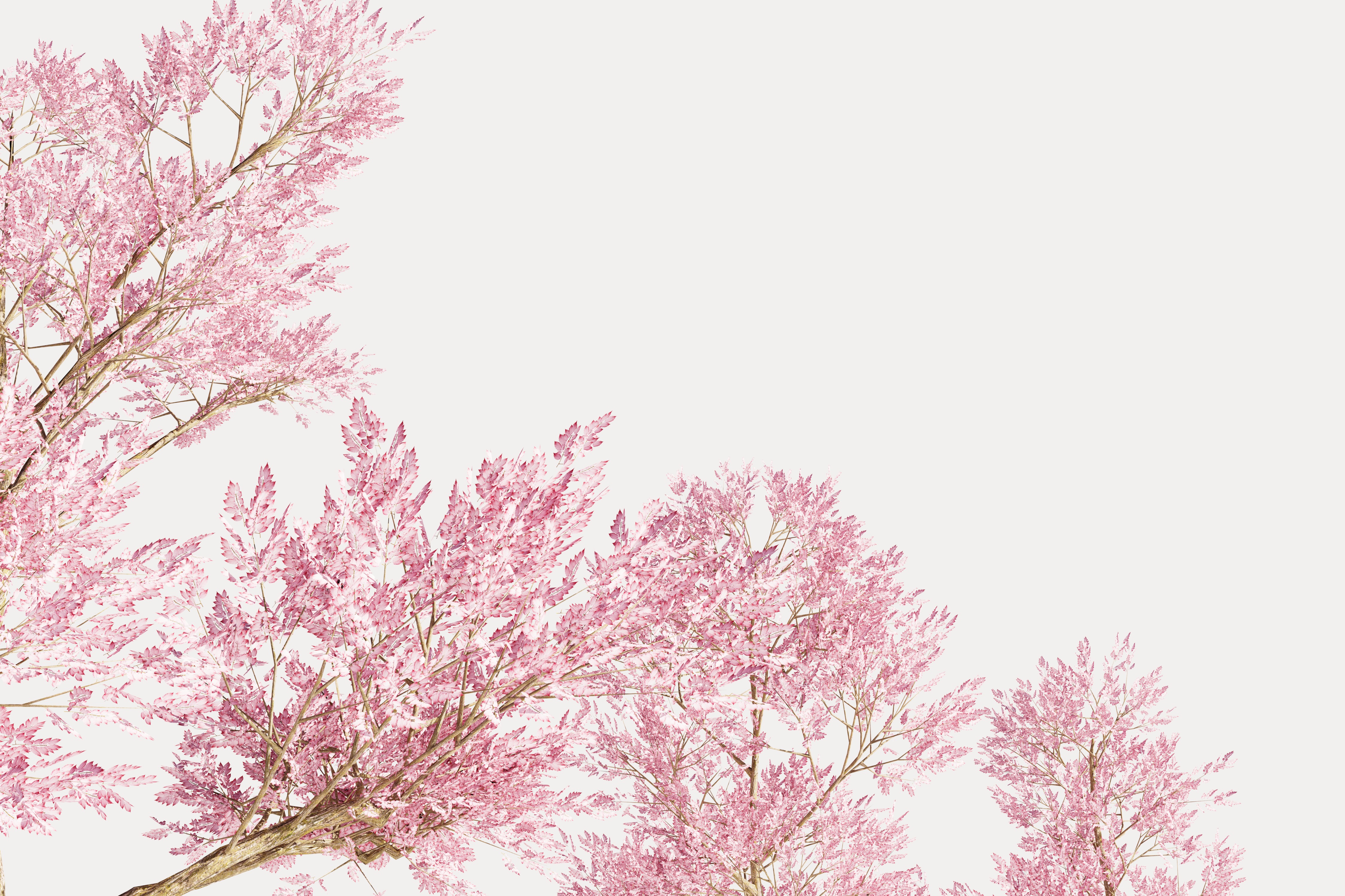 4 Pink Tree Low-poly 3D model_5