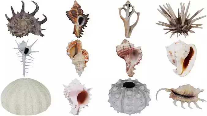 12 Sea Shell Superbundle 3D Model Collection