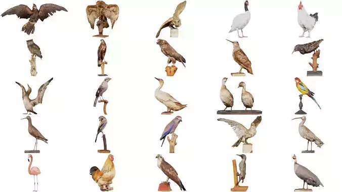 46 Birds Superbundle 3D Model Collection