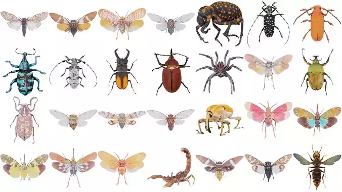 68 Insect Wing and Arachnid Superbundle 3D Model Collection
