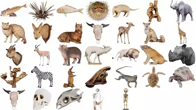 32 Taxidermy Mammal Skeleton and Reptile Superbundle 3D Model Collection