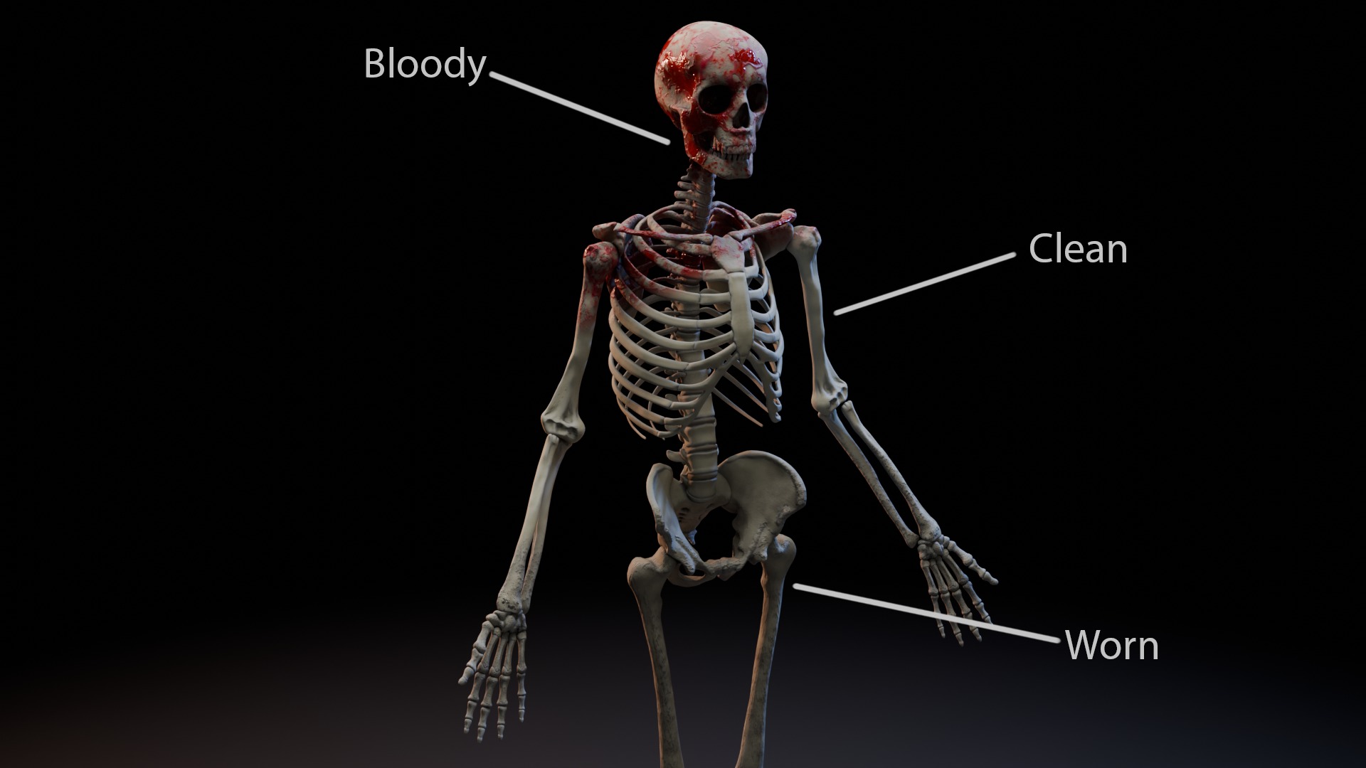 Skeleton Rigged Low-poly 3D model_9
