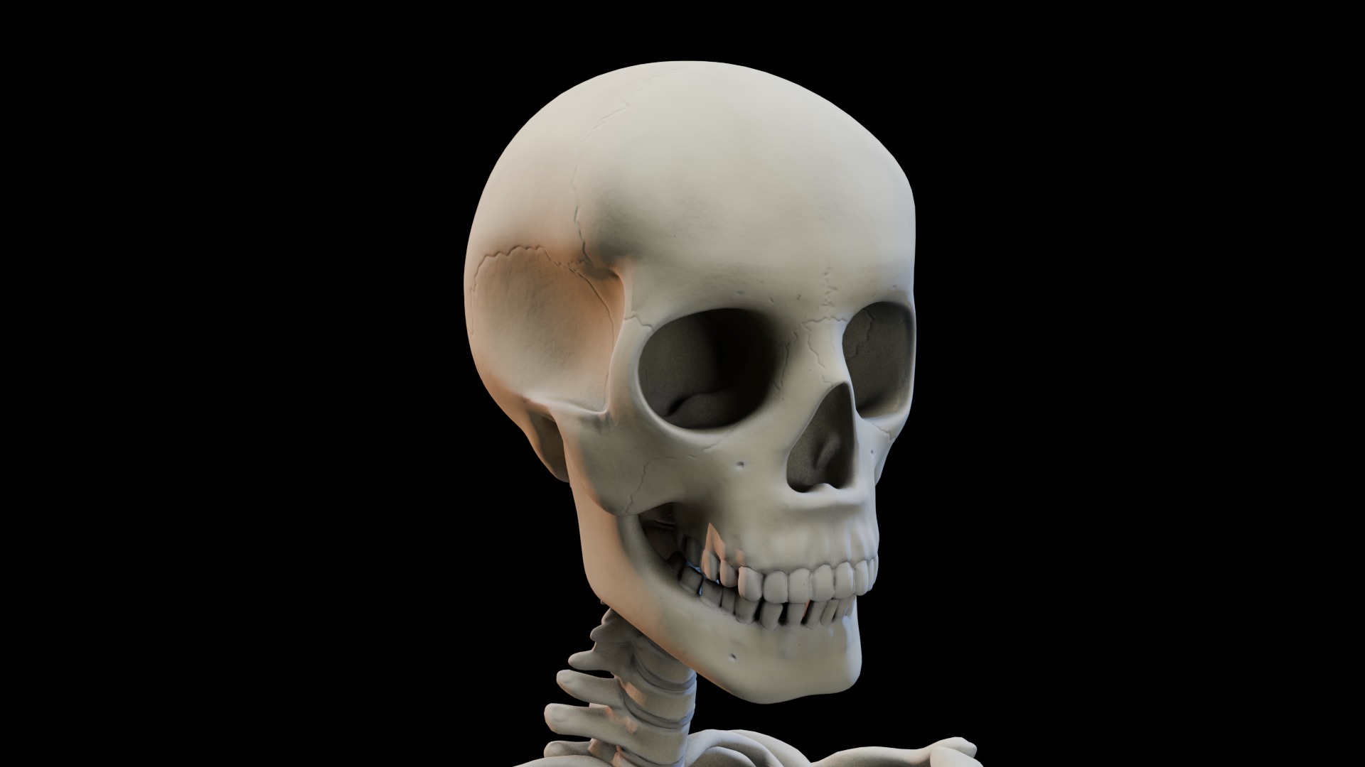 Skeleton Rigged Low-poly 3D model_6