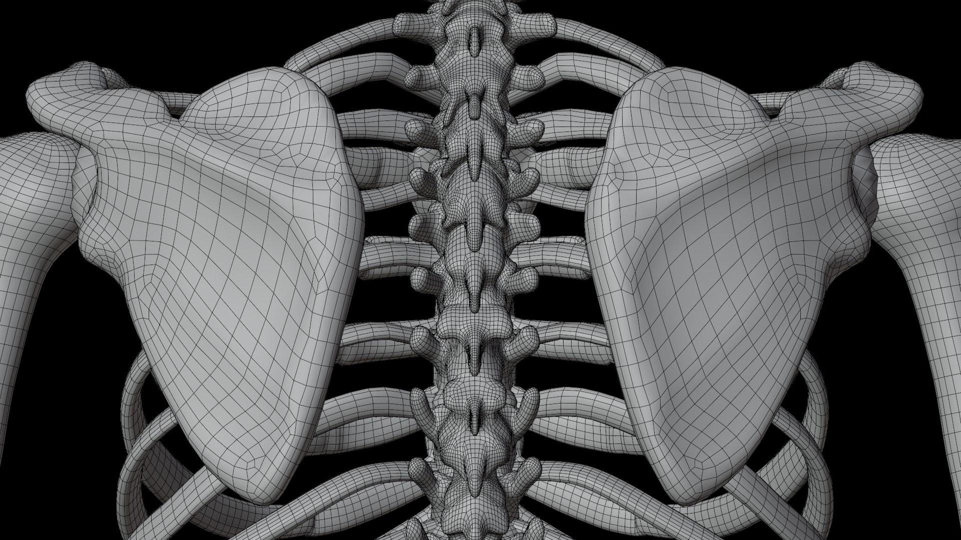 Skeleton Rigged Low-poly 3D model_22