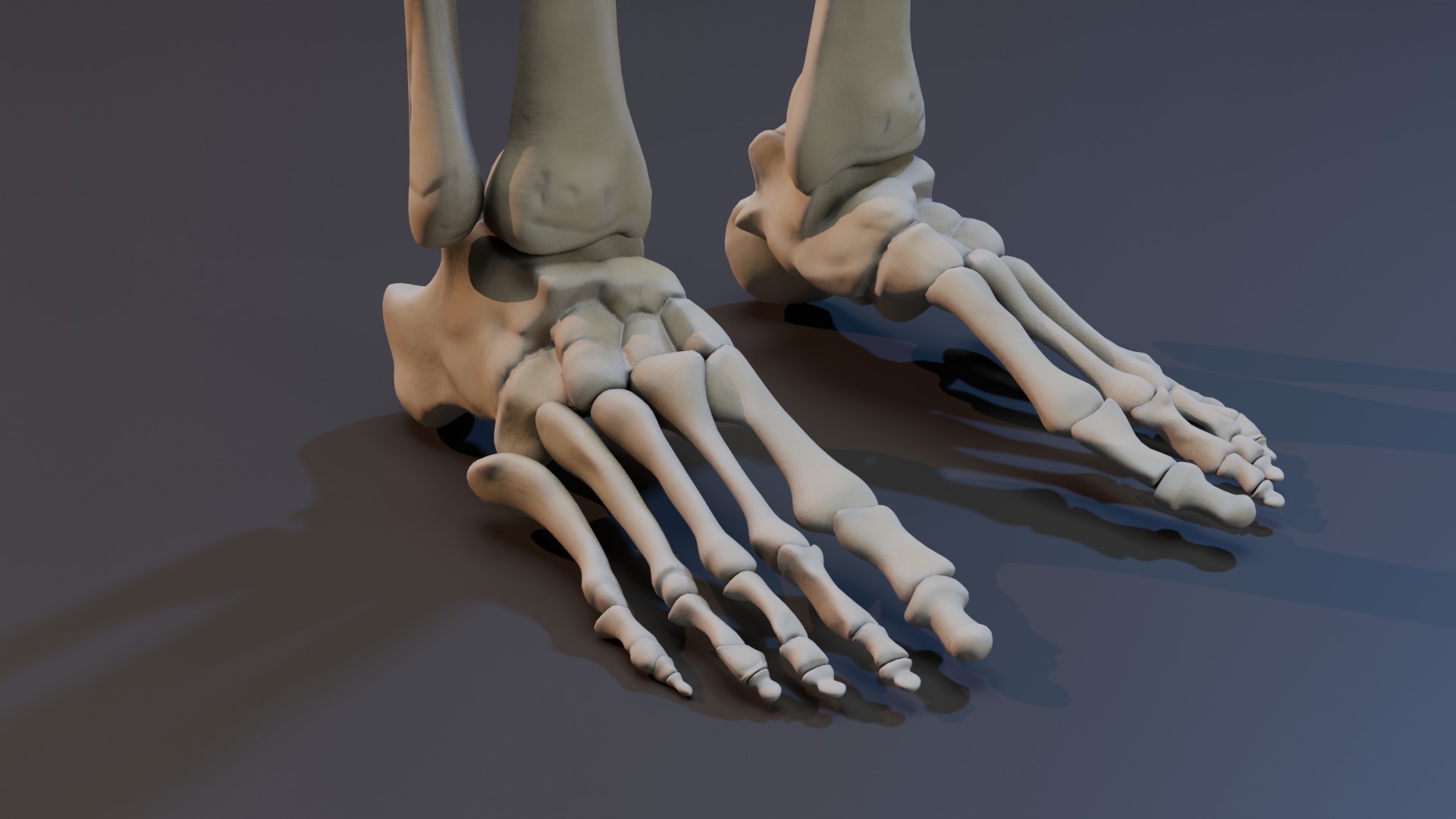 Skeleton Rigged Low-poly 3D model_13