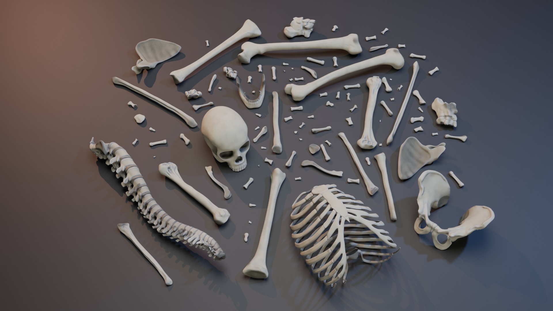 Skeleton Rigged Low-poly 3D model_16