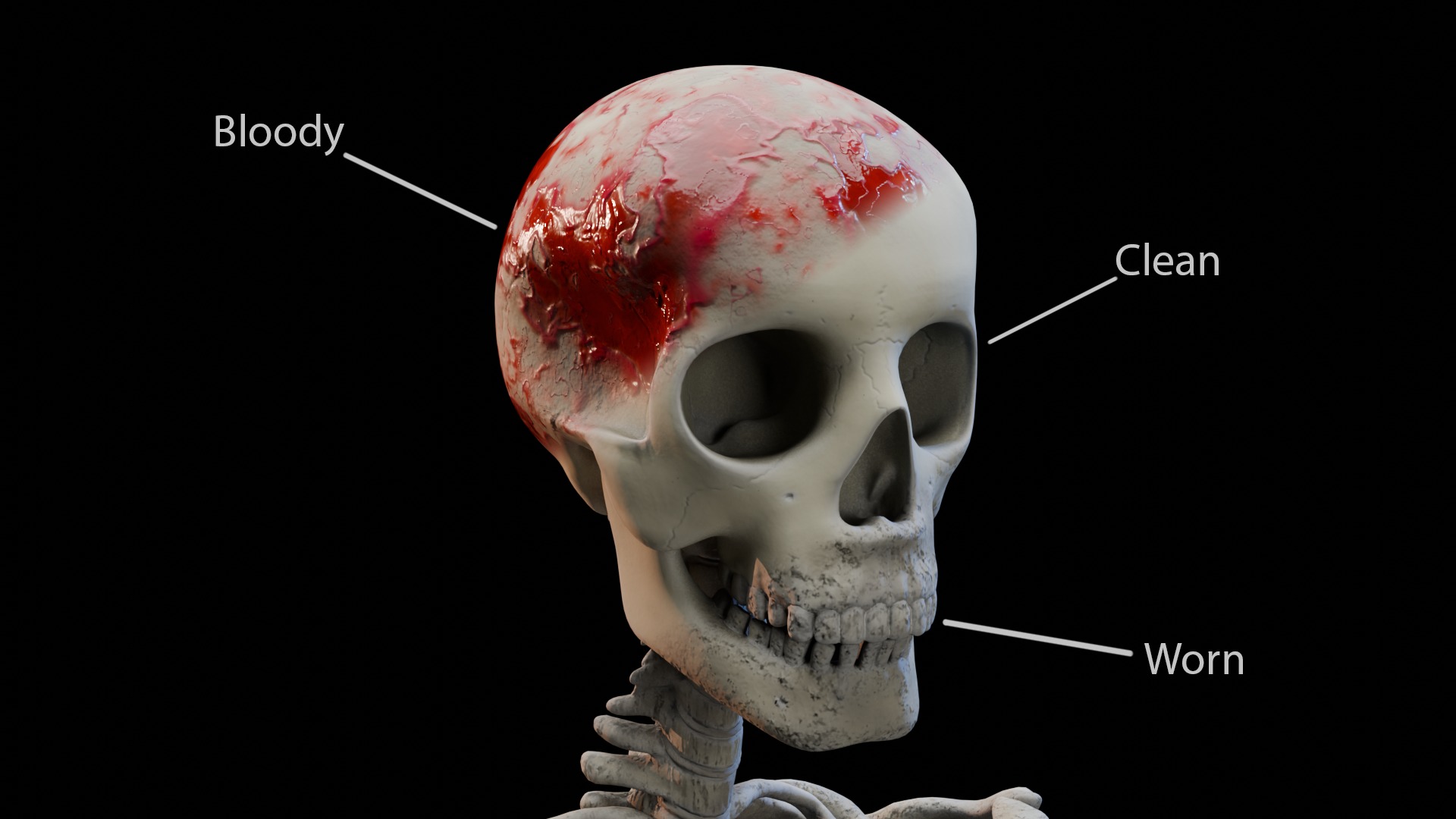 Skeleton Rigged Low-poly 3D model_10