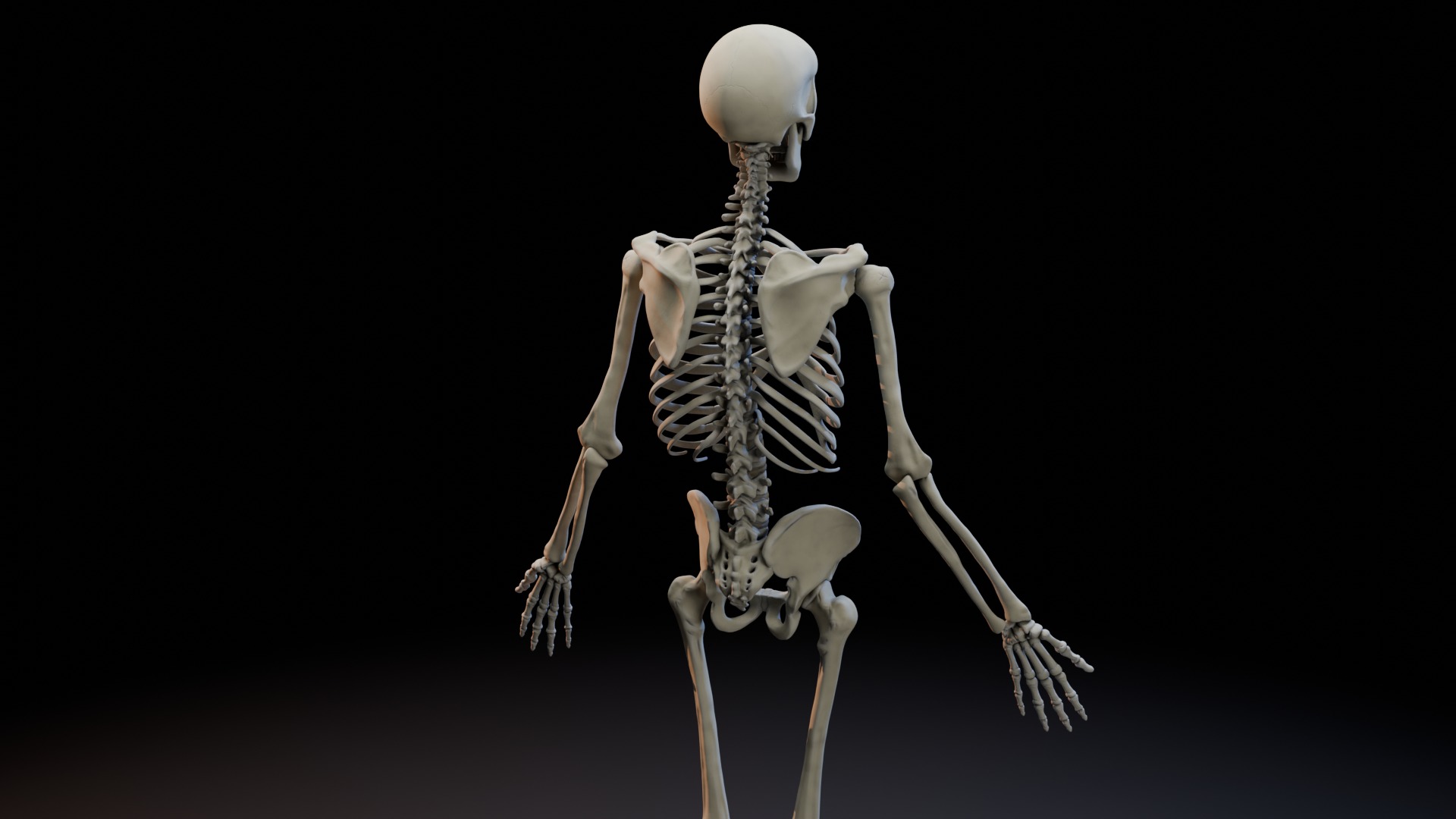 Skeleton Rigged Low-poly 3D model_5
