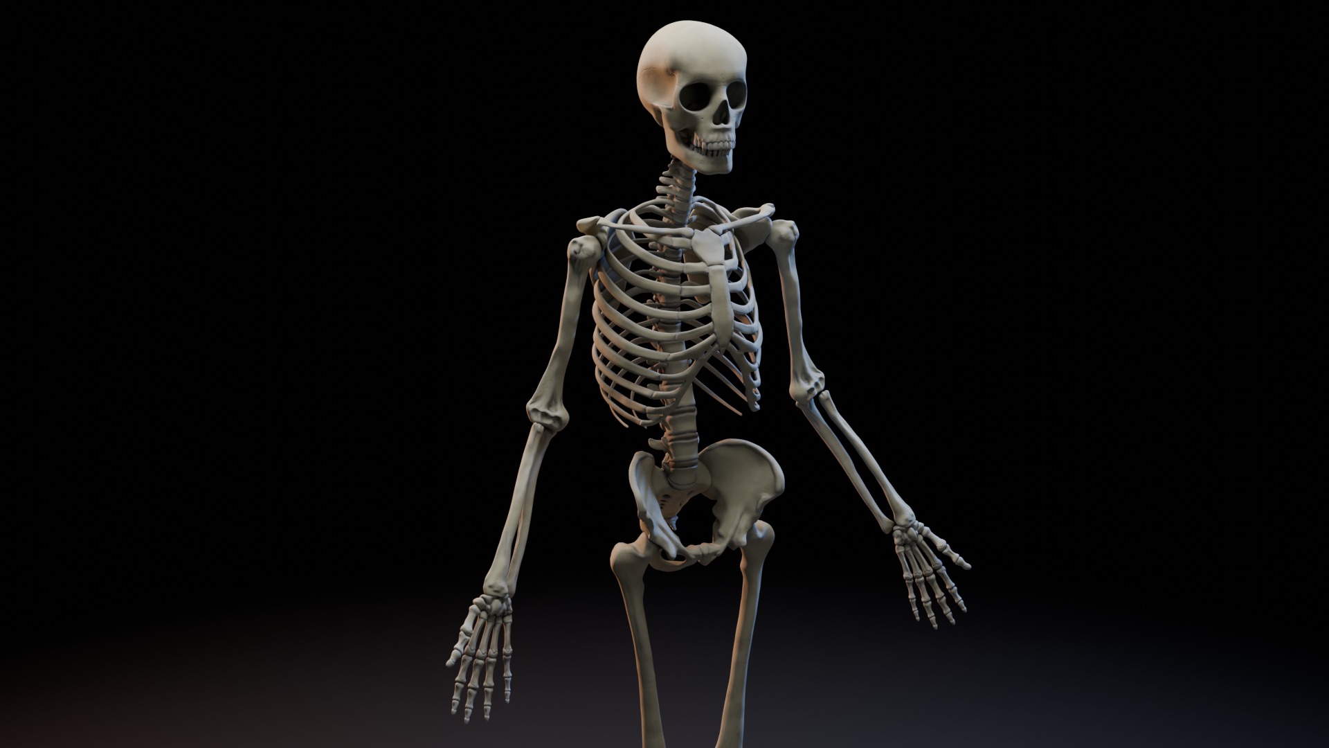 Skeleton Rigged Low-poly 3D model_3