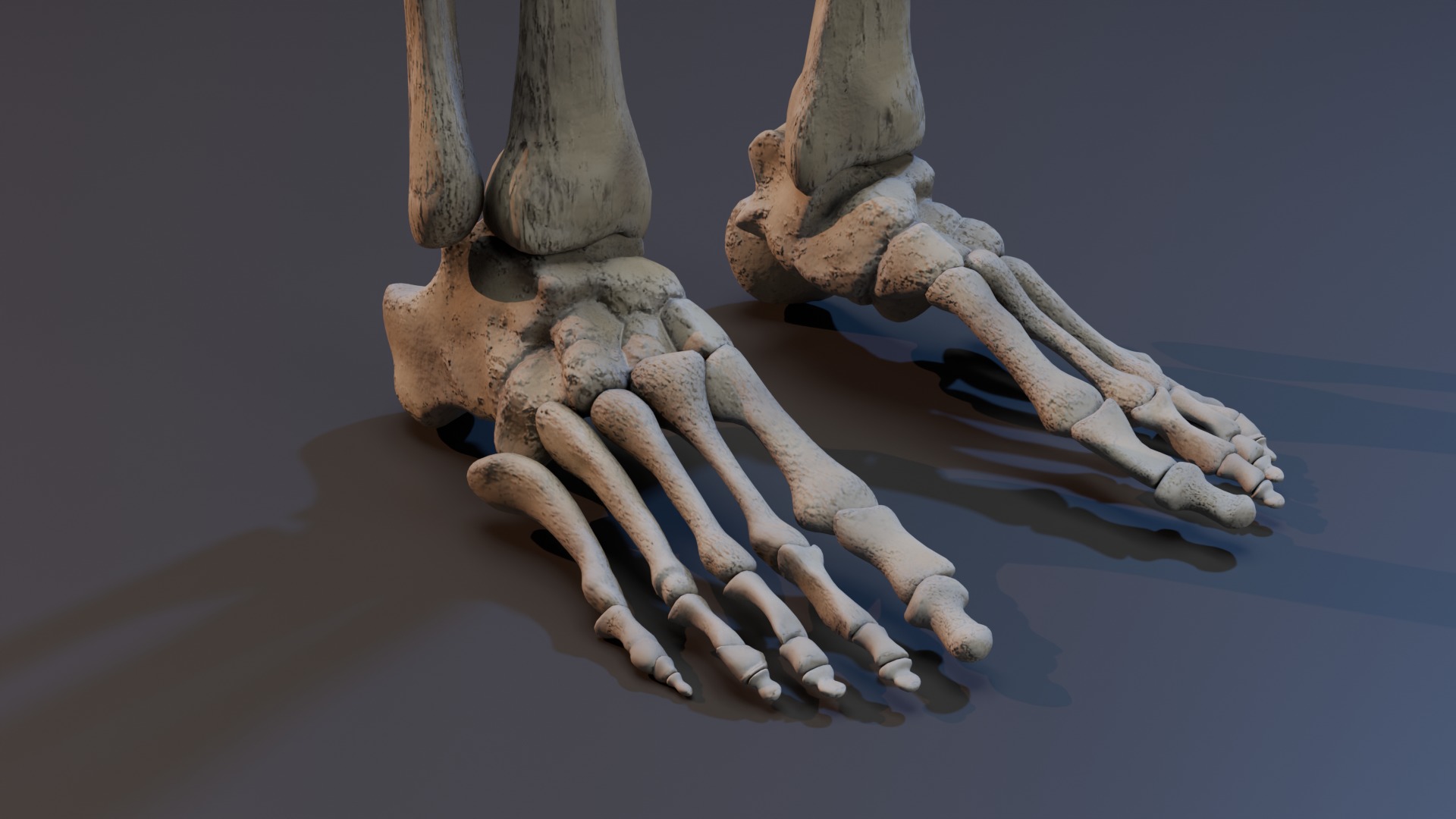 Skeleton Rigged Low-poly 3D model_14