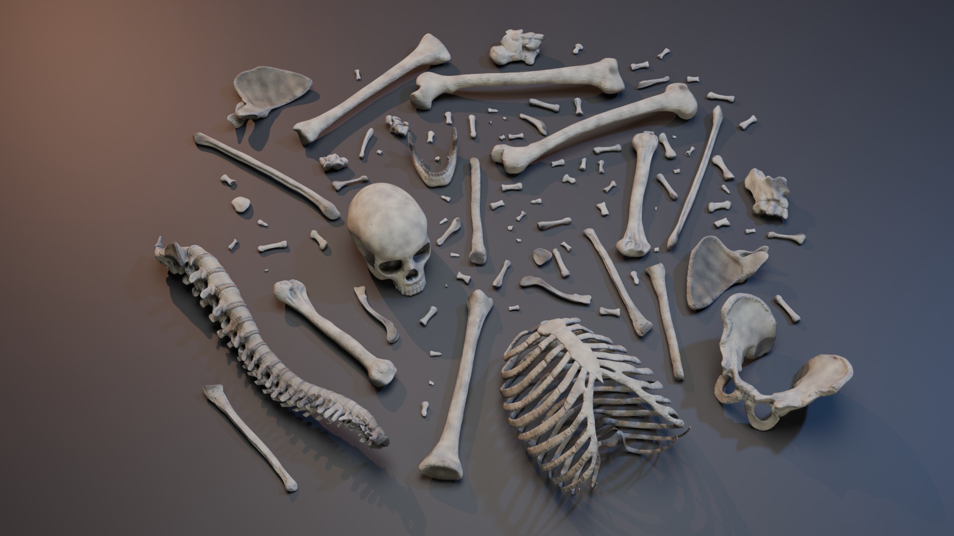Skeleton Rigged Low-poly 3D model_17