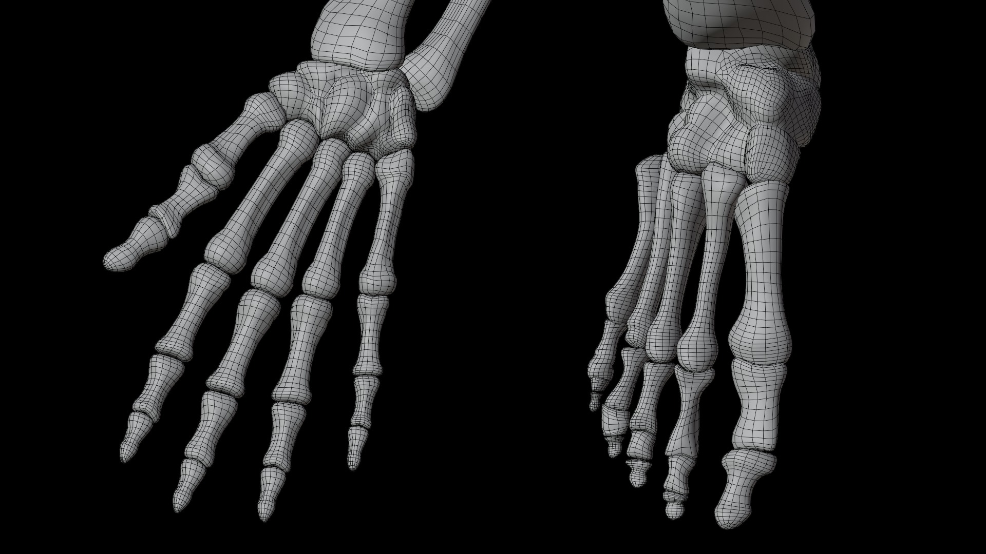 Skeleton Rigged Low-poly 3D model_20