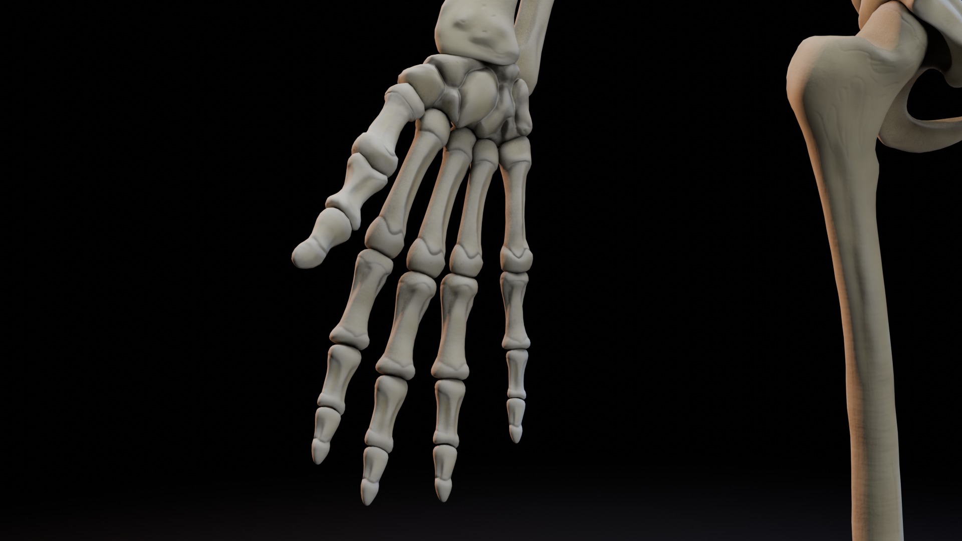 Skeleton Rigged Low-poly 3D model_11