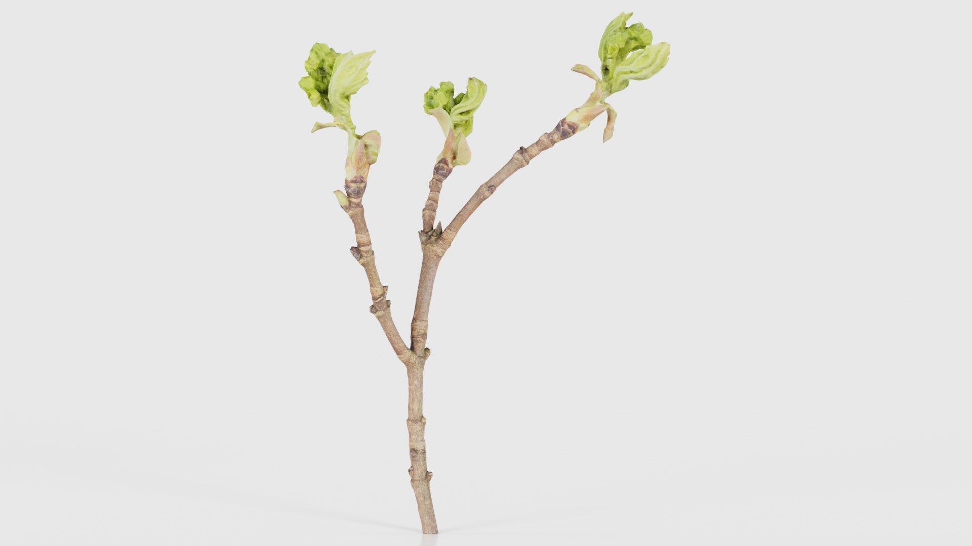 80 Flower Plant and Sprout Superbundle 3D Model Collection_84