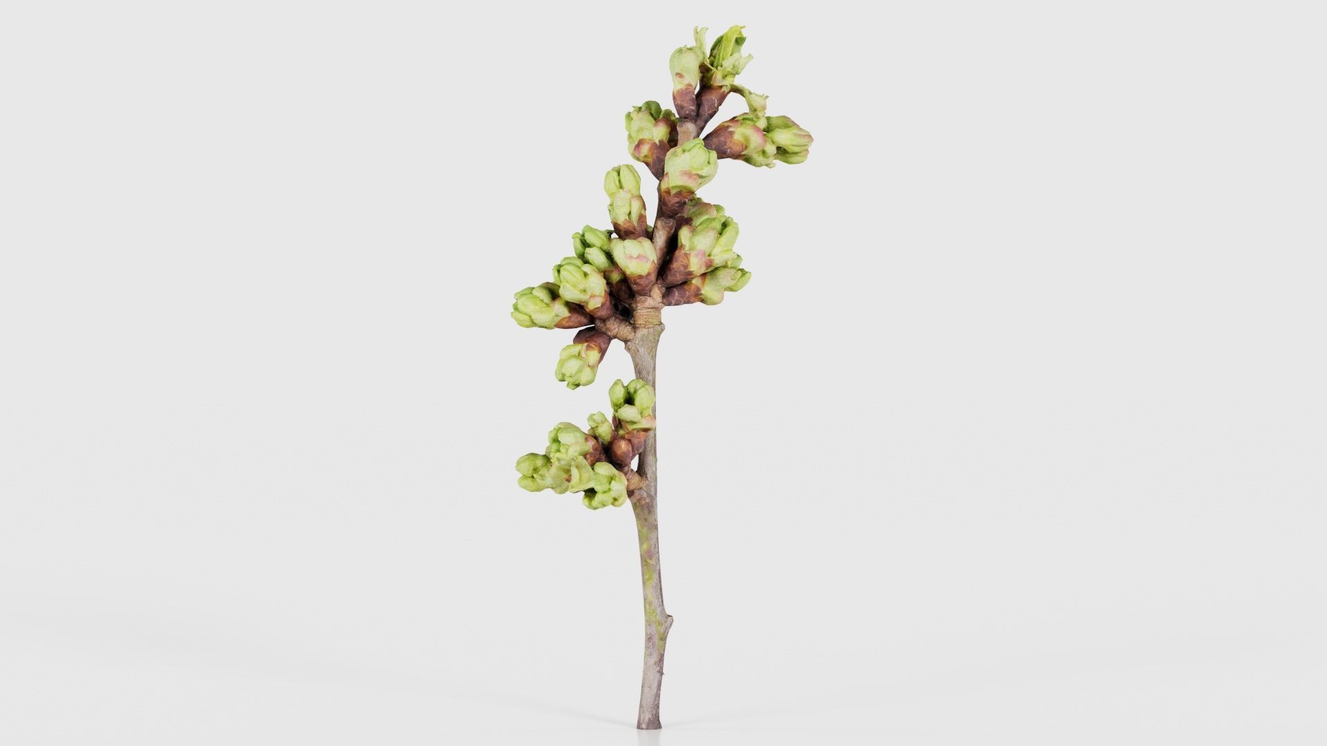 80 Flower Plant and Sprout Superbundle 3D Model Collection_99