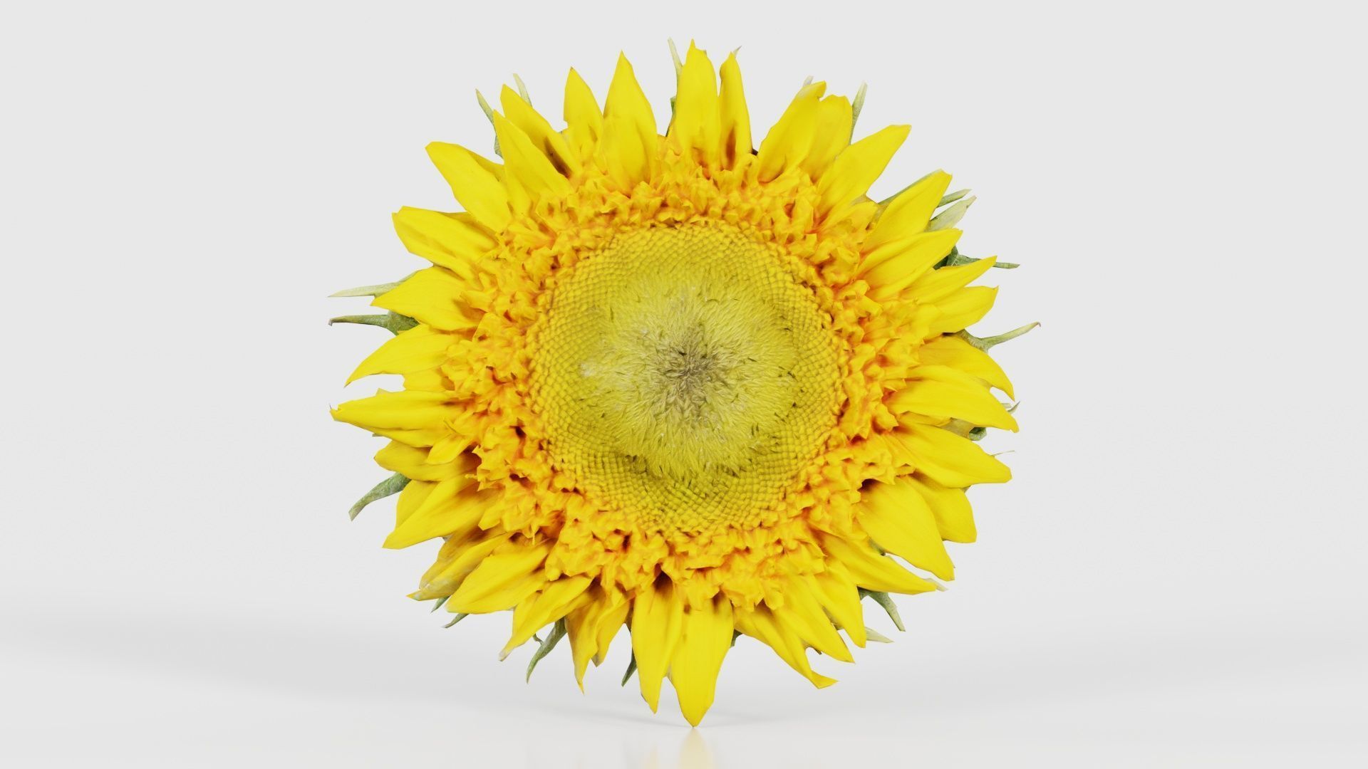 80 Flower Plant and Sprout Superbundle 3D Model Collection_72