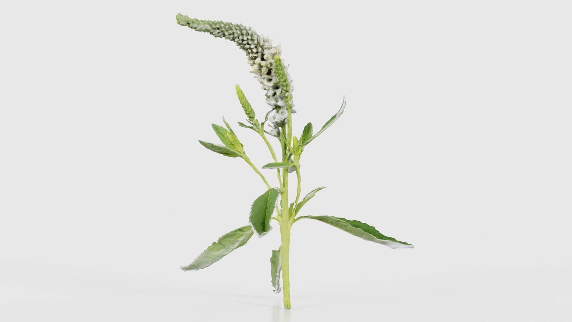 80 Flower Plant and Sprout Superbundle 3D Model Collection_46