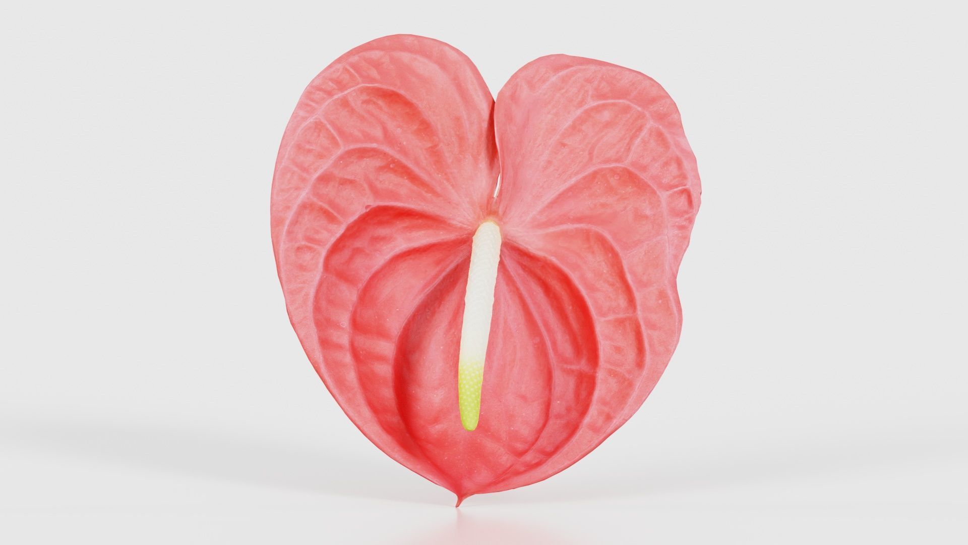 80 Flower Plant and Sprout Superbundle 3D Model Collection_62