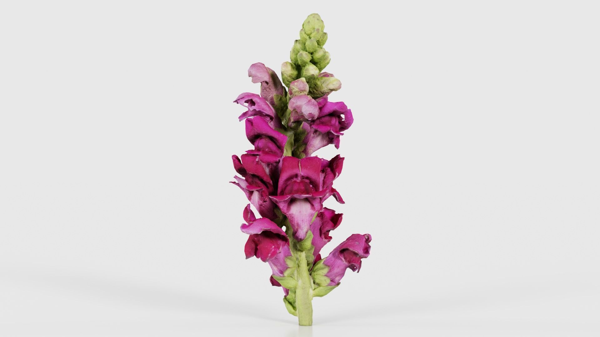 80 Flower Plant and Sprout Superbundle 3D Model Collection_44
