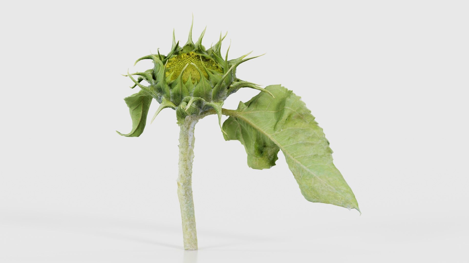 80 Flower Plant and Sprout Superbundle 3D Model Collection_75