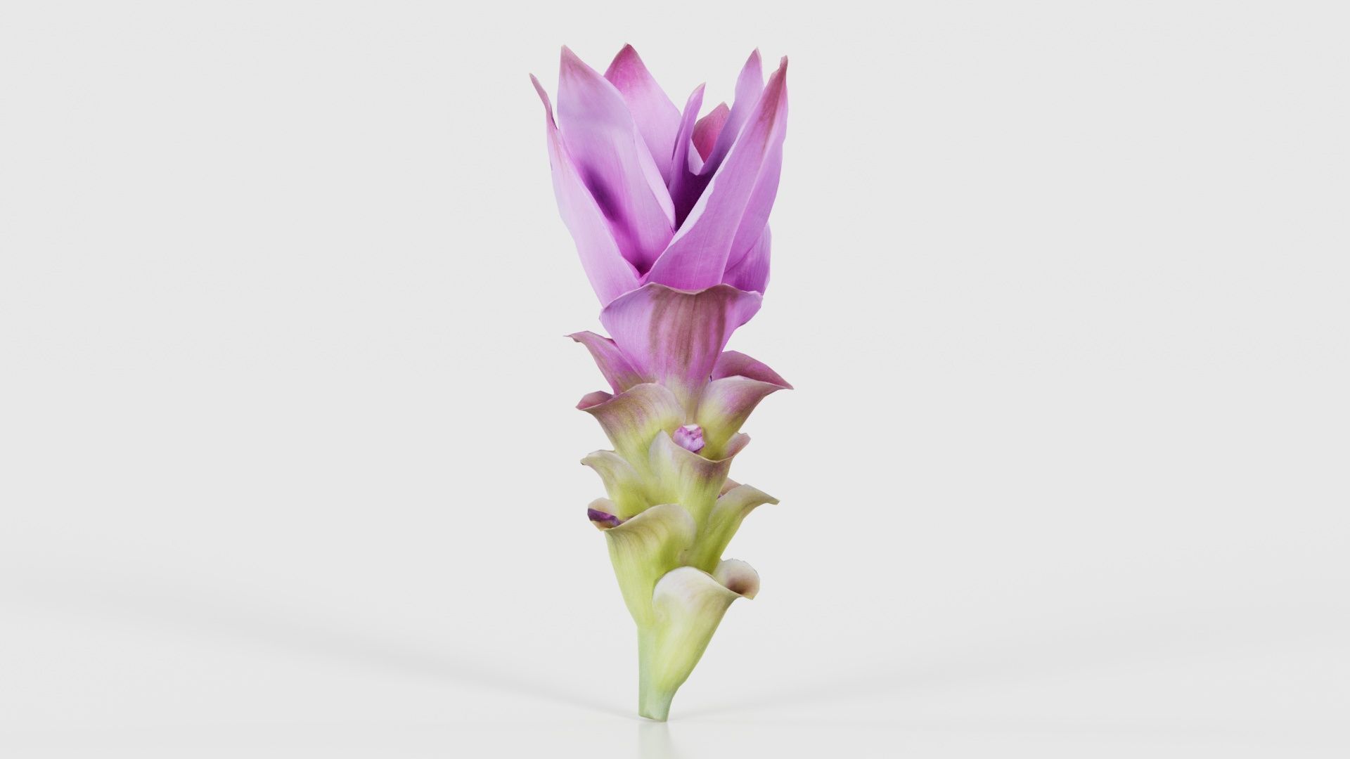 80 Flower Plant and Sprout Superbundle 3D Model Collection_74
