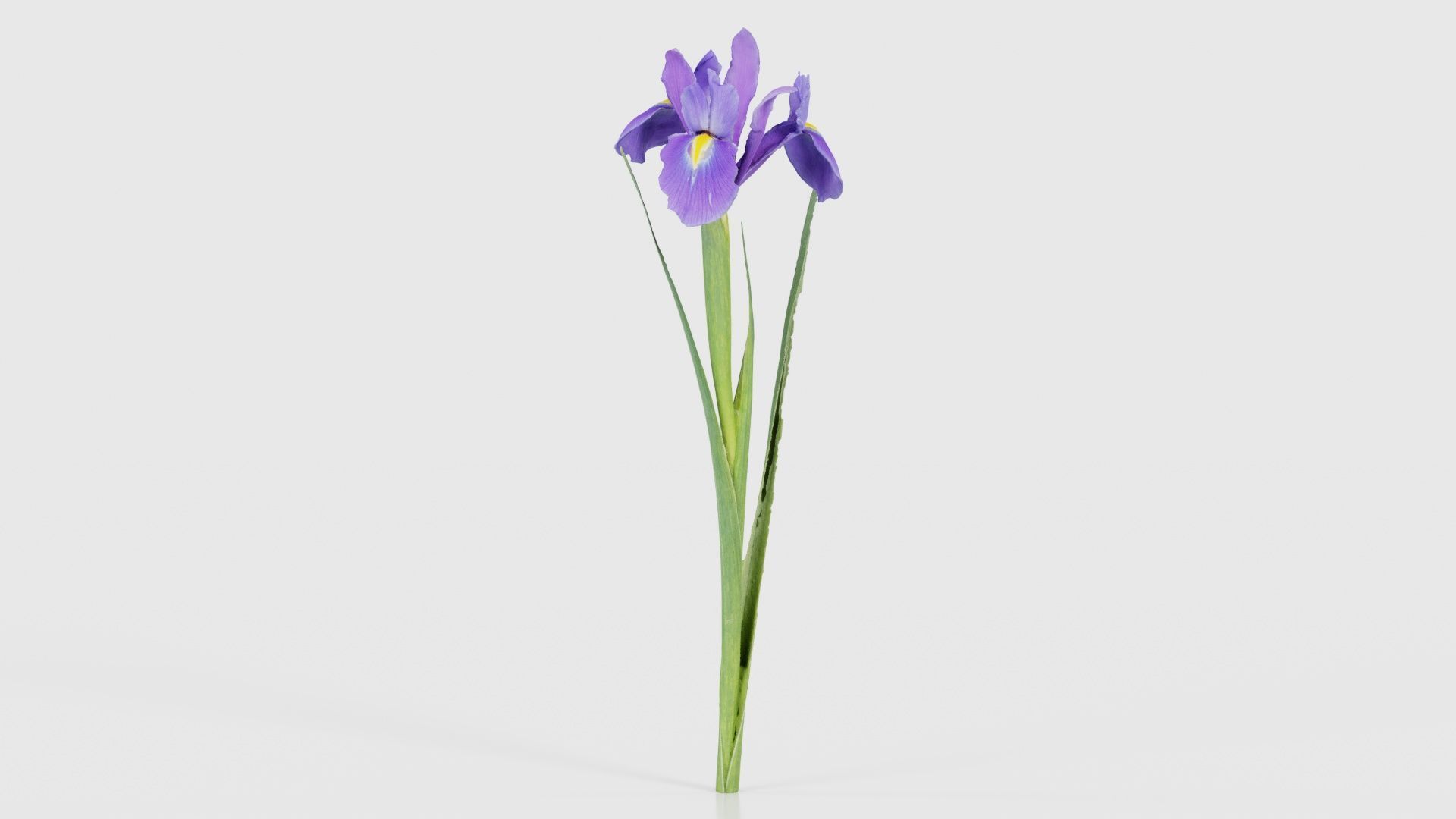 80 Flower Plant and Sprout Superbundle 3D Model Collection_69