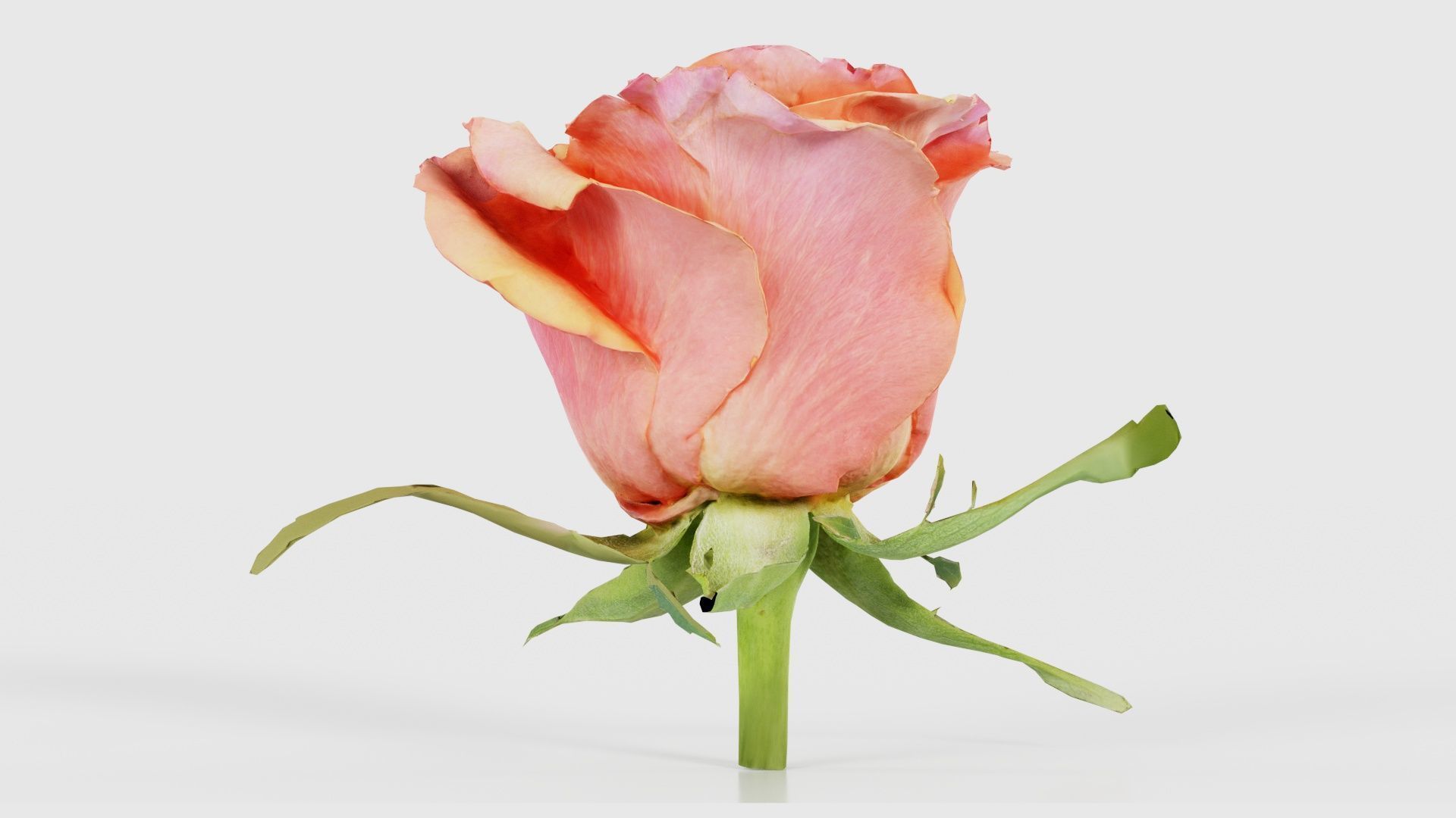 80 Flower Plant and Sprout Superbundle 3D Model Collection_36