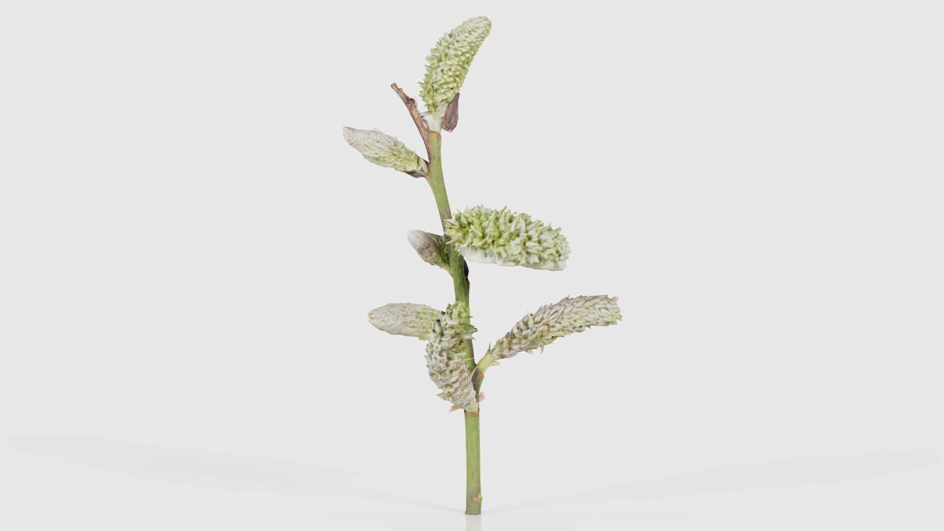 80 Flower Plant and Sprout Superbundle 3D Model Collection_89