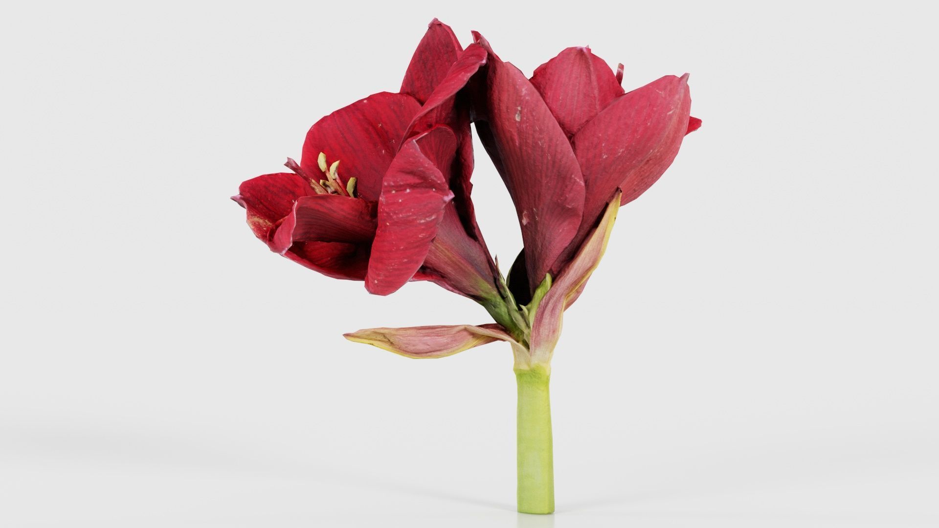 80 Flower Plant and Sprout Superbundle 3D Model Collection_39