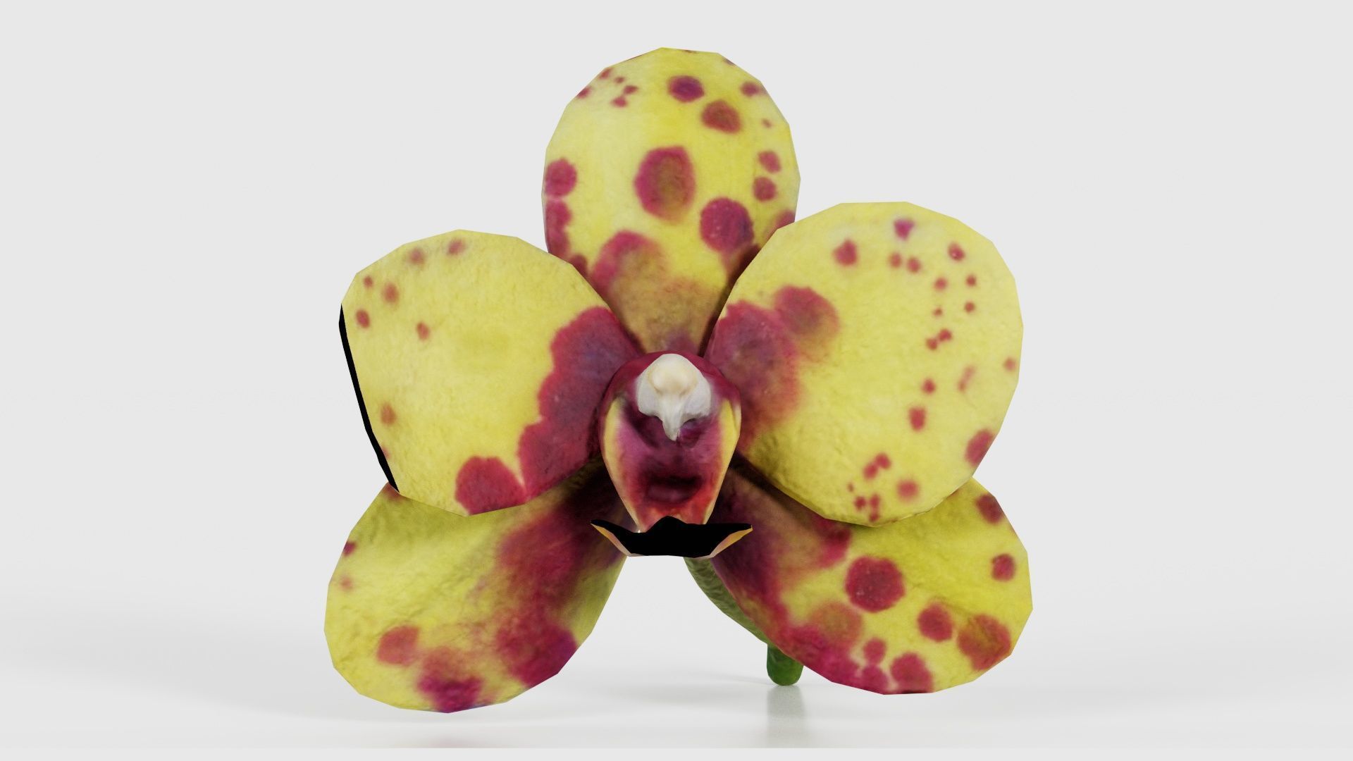 80 Flower Plant and Sprout Superbundle 3D Model Collection_59