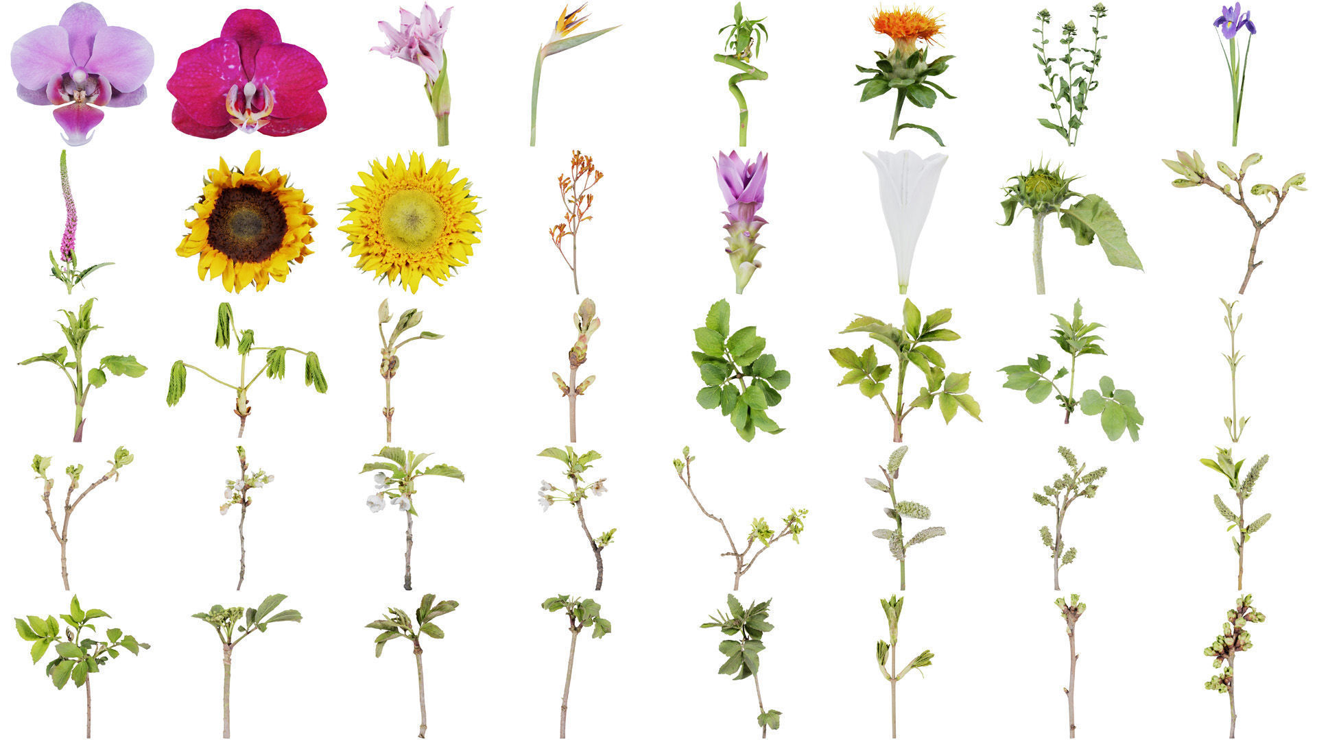 80 Flower Plant and Sprout Superbundle 3D Model Collection_1