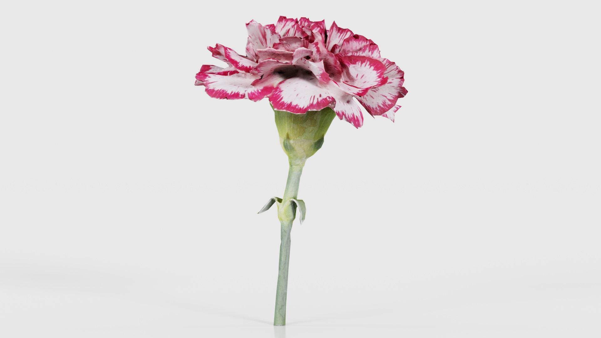 80 Flower Plant and Sprout Superbundle 3D Model Collection_42