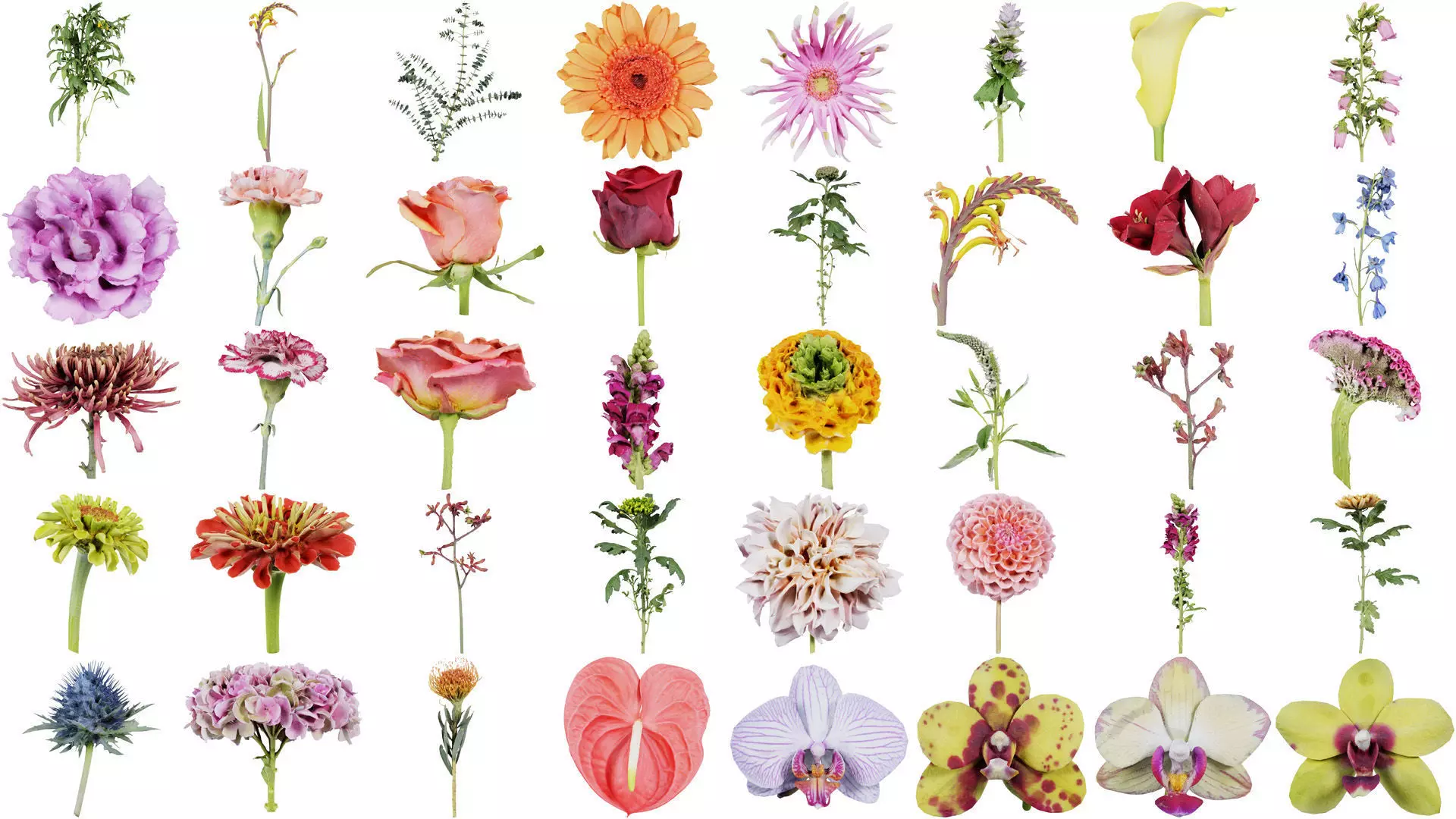 80 Flower Plant and Sprout Superbundle 3D Model Collection_0