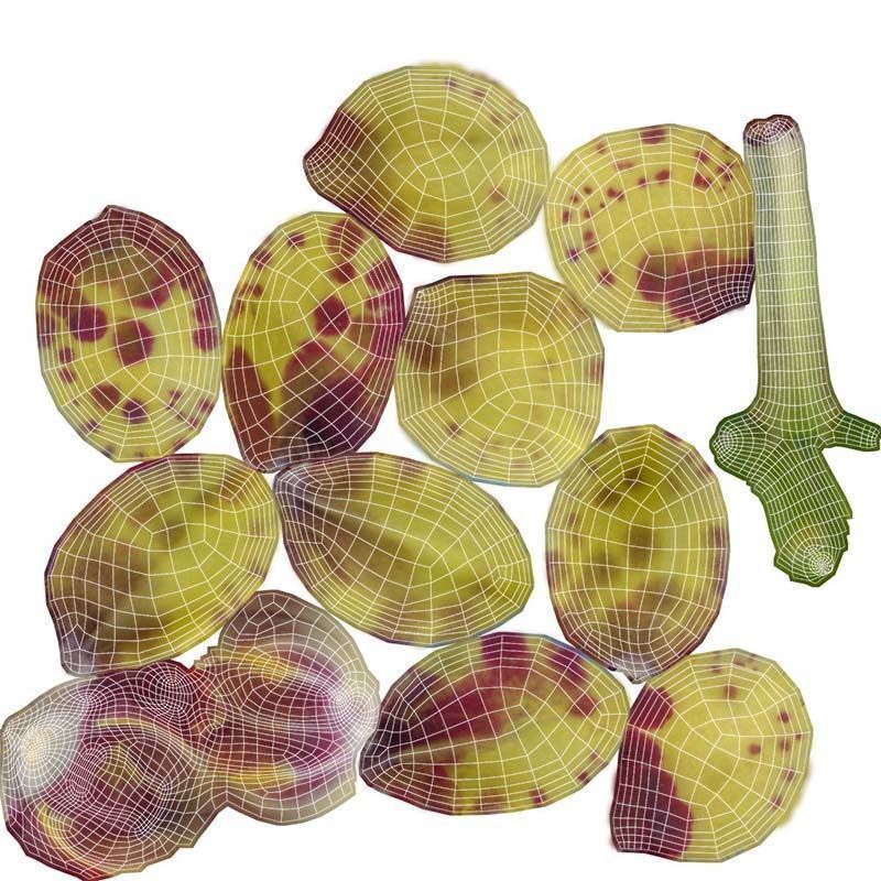 80 Flower Plant and Sprout Superbundle 3D Model Collection_23