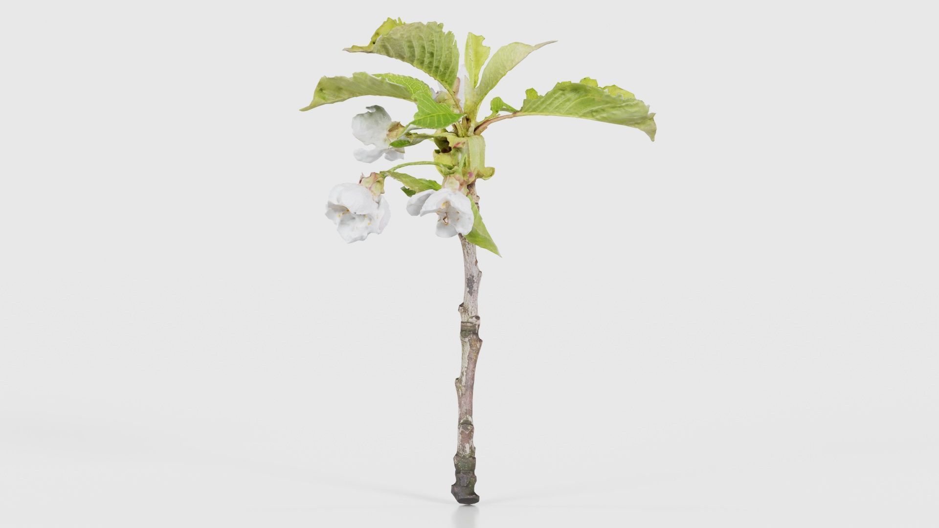 80 Flower Plant and Sprout Superbundle 3D Model Collection_86