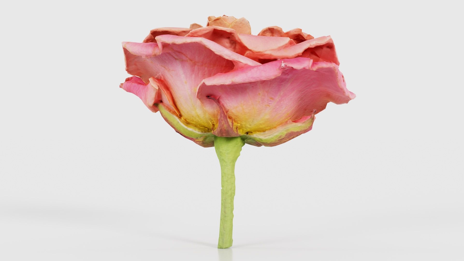 80 Flower Plant and Sprout Superbundle 3D Model Collection_43