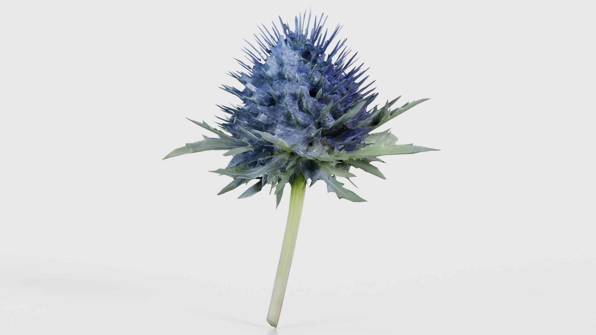 80 Flower Plant and Sprout Superbundle 3D Model Collection_58